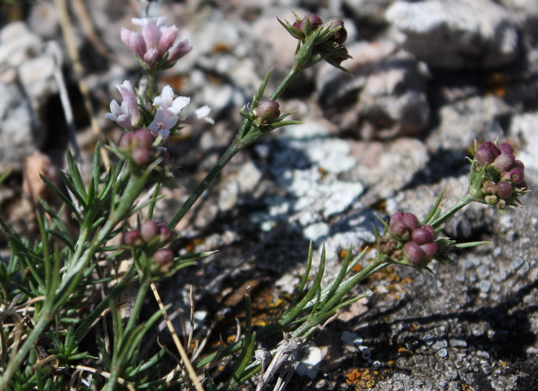 Изображение особи Asperula caespitans.