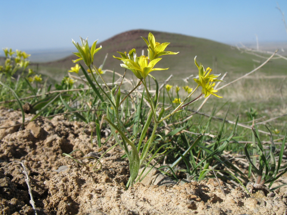 Image of Gagea tenera specimen.