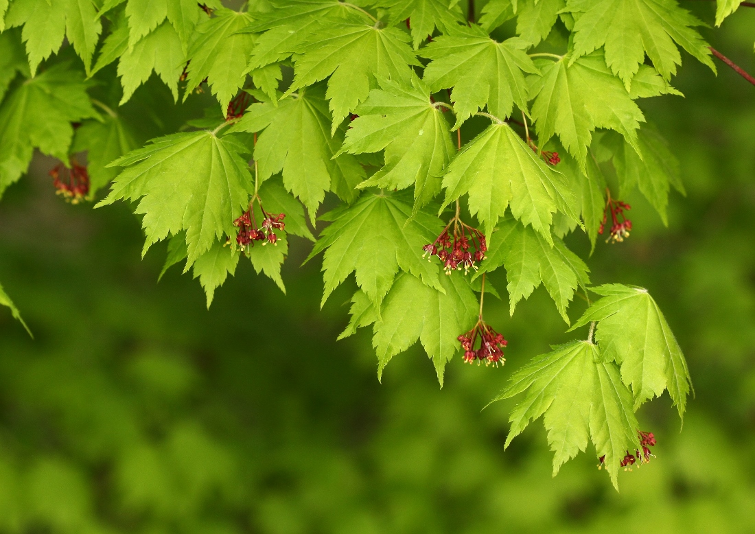 Image of Acer pseudosieboldianum specimen.