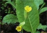 Primula veris