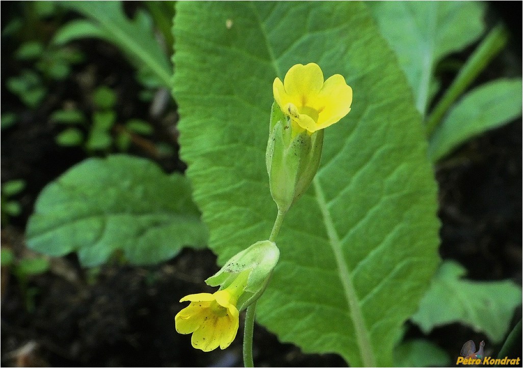 Image of Primula veris specimen.