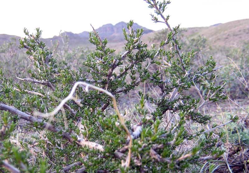 Image of Salsola arbusculiformis specimen.