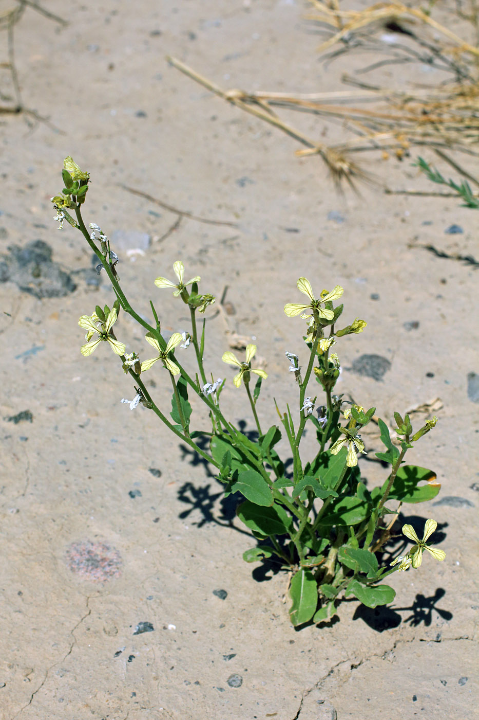 Image of Eruca sativa specimen.