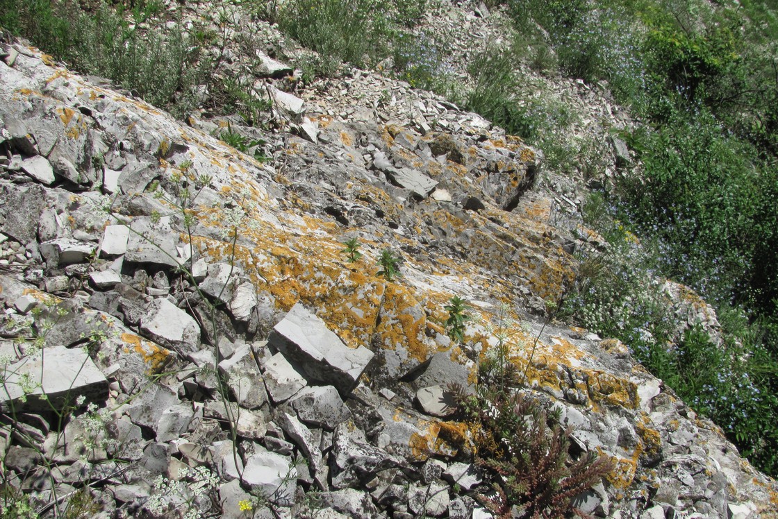 Image of Caloplaca aurantia specimen.