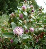 Centaurea iberica. Часть цветущего растения. Республика Адыгея, Красногвардейский р-н, аул Хатукай, защитная дамба р. Кубань. 01.08.2012.