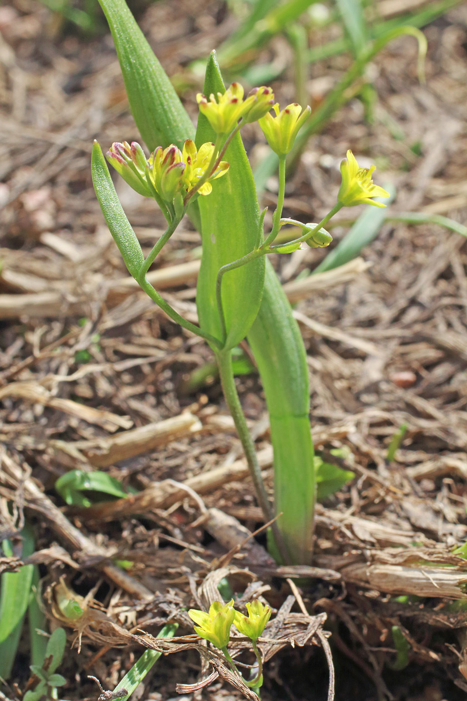 Image of Gagea dschungarica specimen.