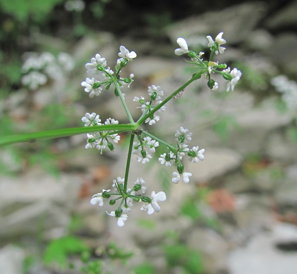 Изображение особи Aethusa cynapium.