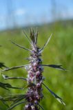 Leonurus quinquelobatus