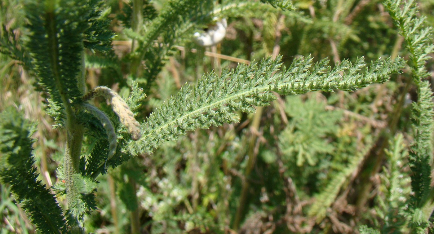 Image of Achillea millefolium specimen.