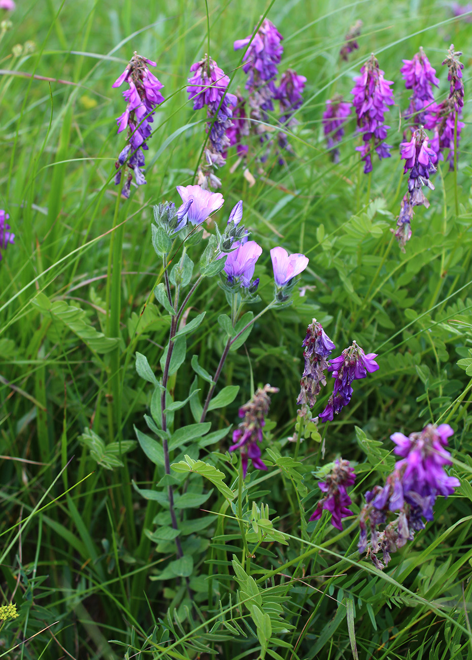 Image of Linum hypericifolium specimen.