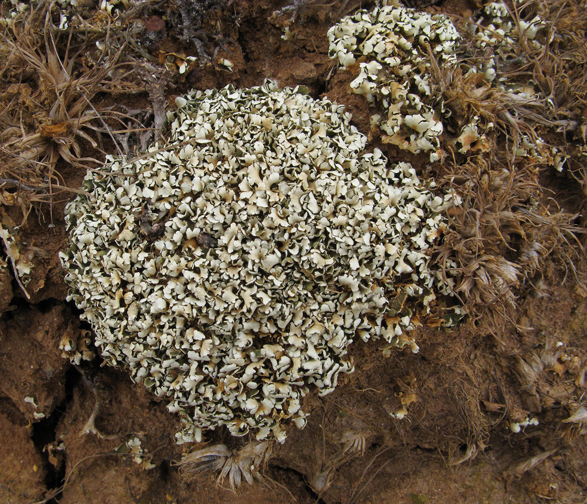 Image of Cladonia foliacea specimen.