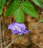 Vigna speciosa