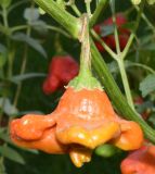 Capsicum annuum