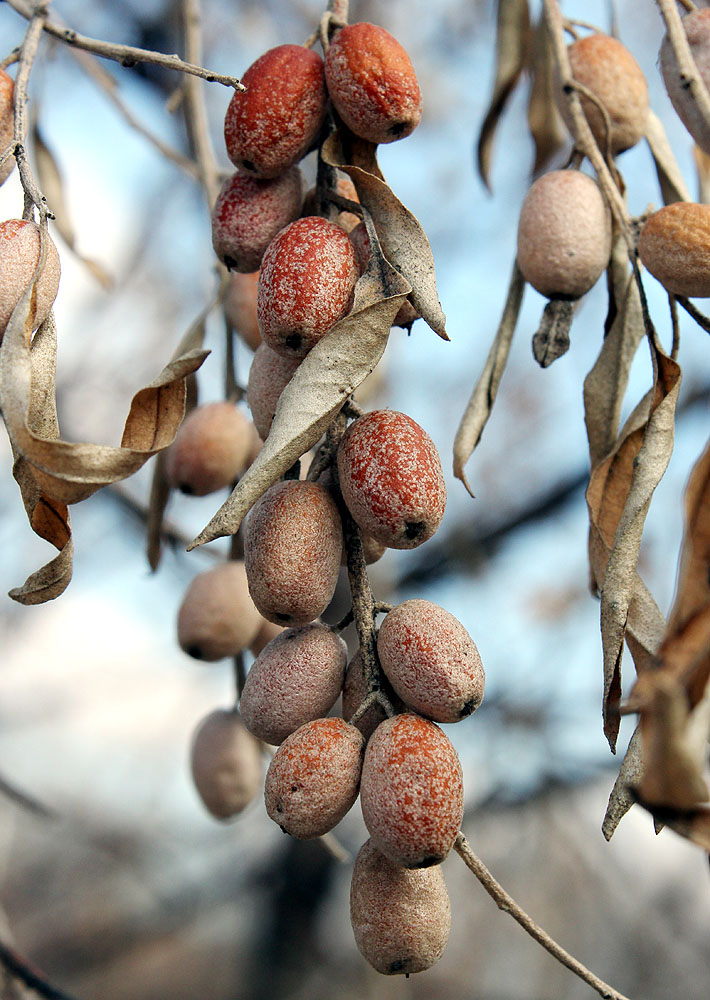 Image of Elaeagnus angustifolia specimen.