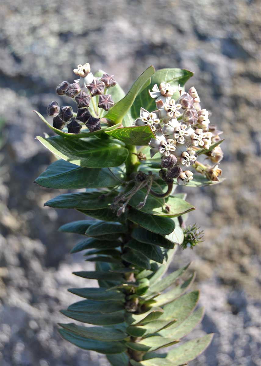 Image of Gomphocarpus cancellatus specimen.