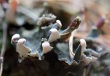 genus Peltigera