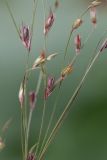 Juncus bufonius