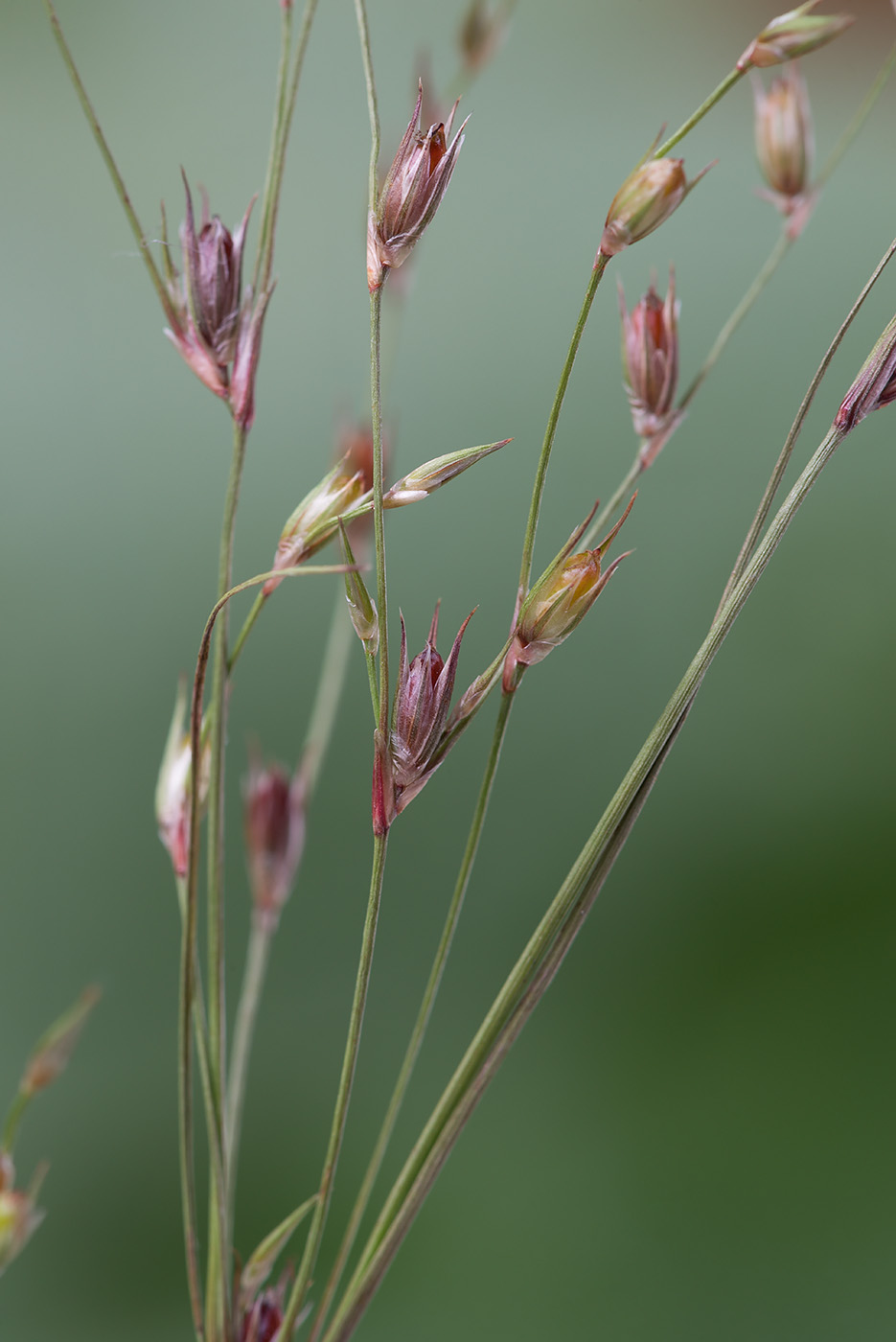 Изображение особи Juncus bufonius.