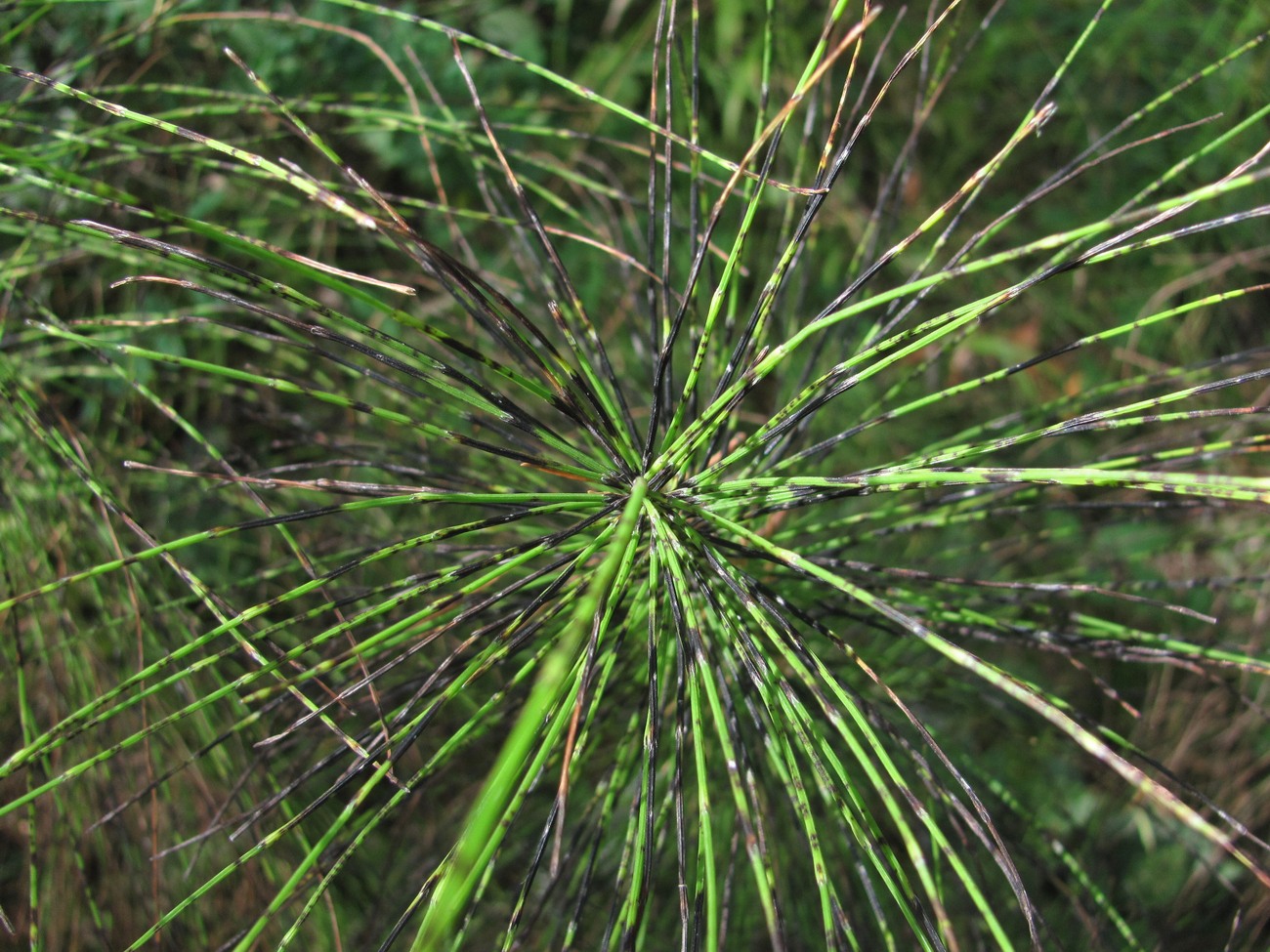 Image of Equisetum telmateia specimen.