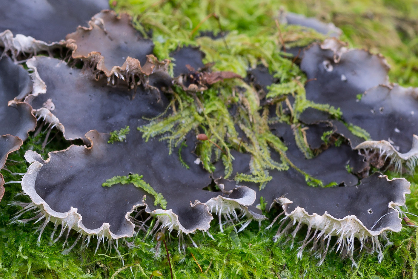 Image of Peltigera canina specimen.