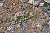 Lomatocarpa albomarginata. Цветущие растения. Таджикистан, Фанские горы, окр. Мутного озера, ≈ 3500 м н.у.м., каменистый склон. 02.08.2017.