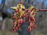 Acer negundo