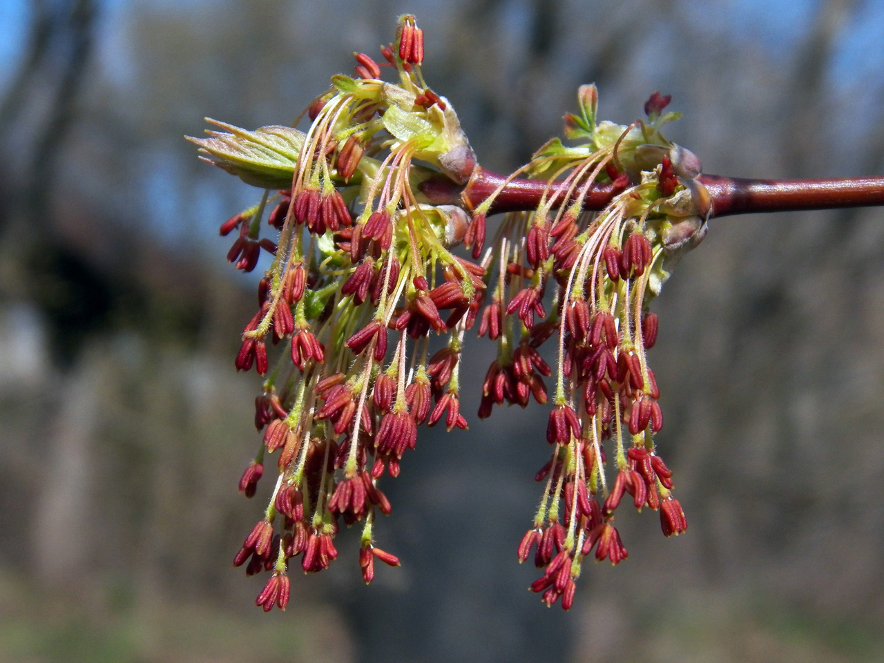 Image of Acer negundo specimen.
