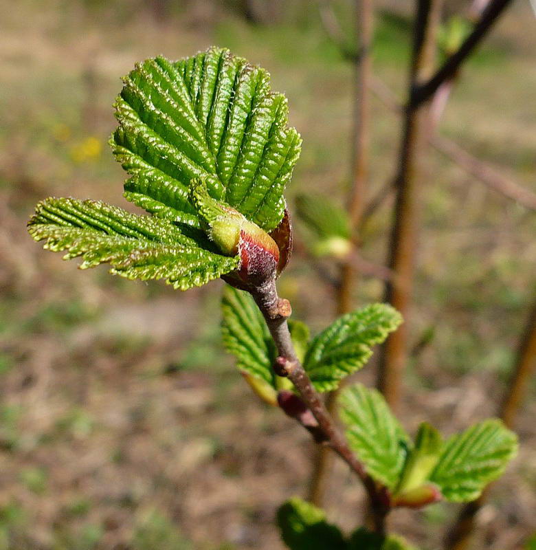 Изображение особи Alnus glutinosa.