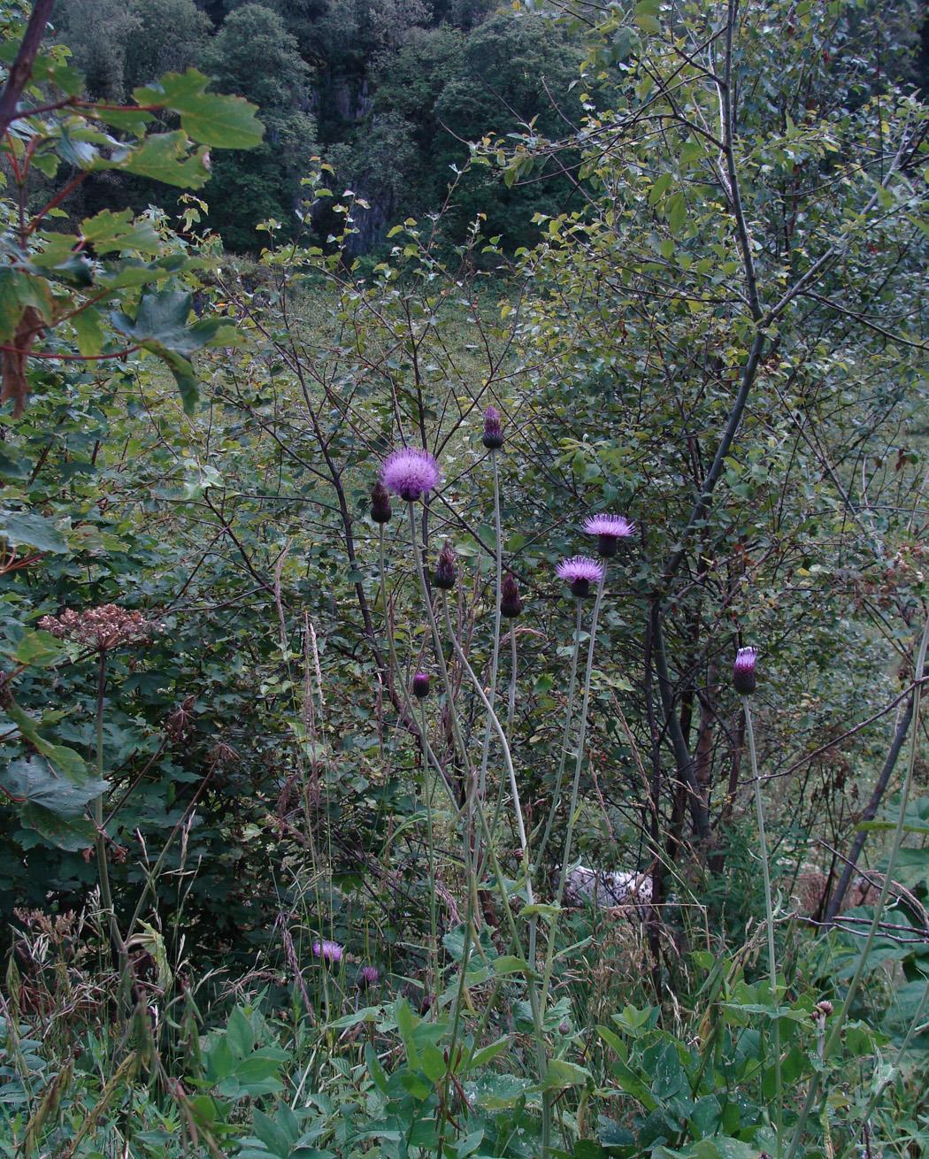 Изображение особи род Cirsium.