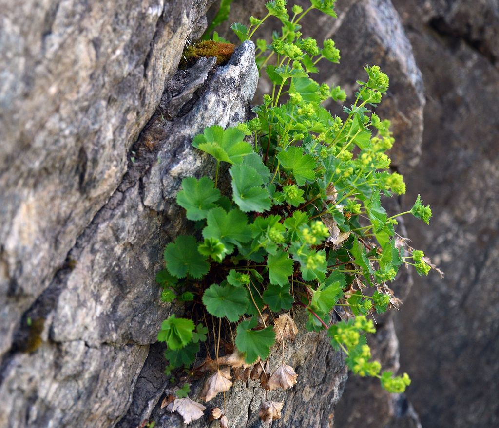 Image of genus Alchemilla specimen.