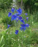 Delphinium tatsienense