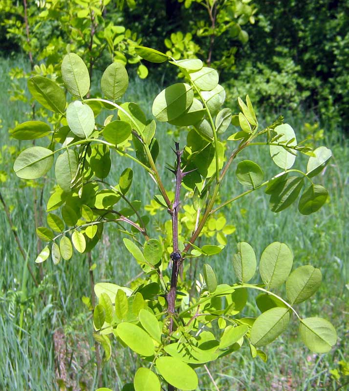 Image of Robinia pseudoacacia specimen.