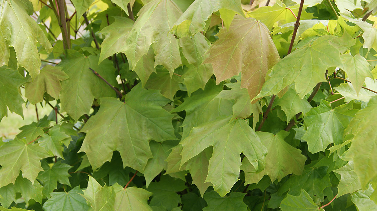 Image of Acer platanoides specimen.