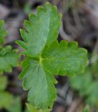 Potentilla gelida ssp. boreo-asiatica