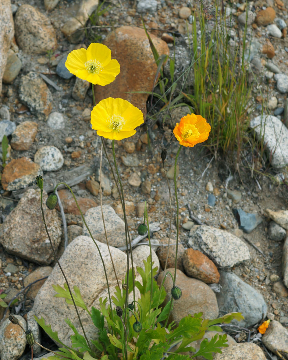 Image of genus Papaver specimen.