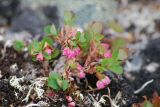 Vaccinium uliginosum ssp. microphyllum