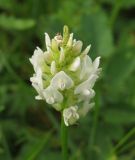 Astragalus inopinatus