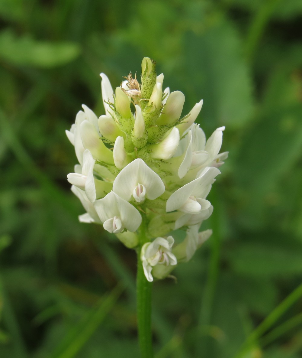 Изображение особи Astragalus inopinatus.