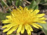 genus Taraxacum