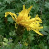 Crepis sibirica. Соцветие с притаившейся тлёй. Свердловская обл., Североуральский городской округ, окр. пос. Крутой Лог, бывшая дер. Высотинка, смешанный лес, берег р. Вагран. 29.07.2017.