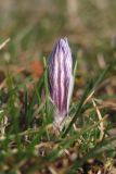 Crocus tauricus