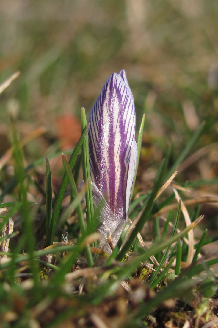 Изображение особи Crocus tauricus.