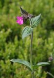 Melandrium dioicum
