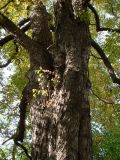 Aesculus hippocastanum. Часть ствола старого дерева с сеянцем Celtis occidentalis в дупле. Краснодарский край, г. Краснодар, территория лечебного заведения, в озеленении. 10.09.2017.