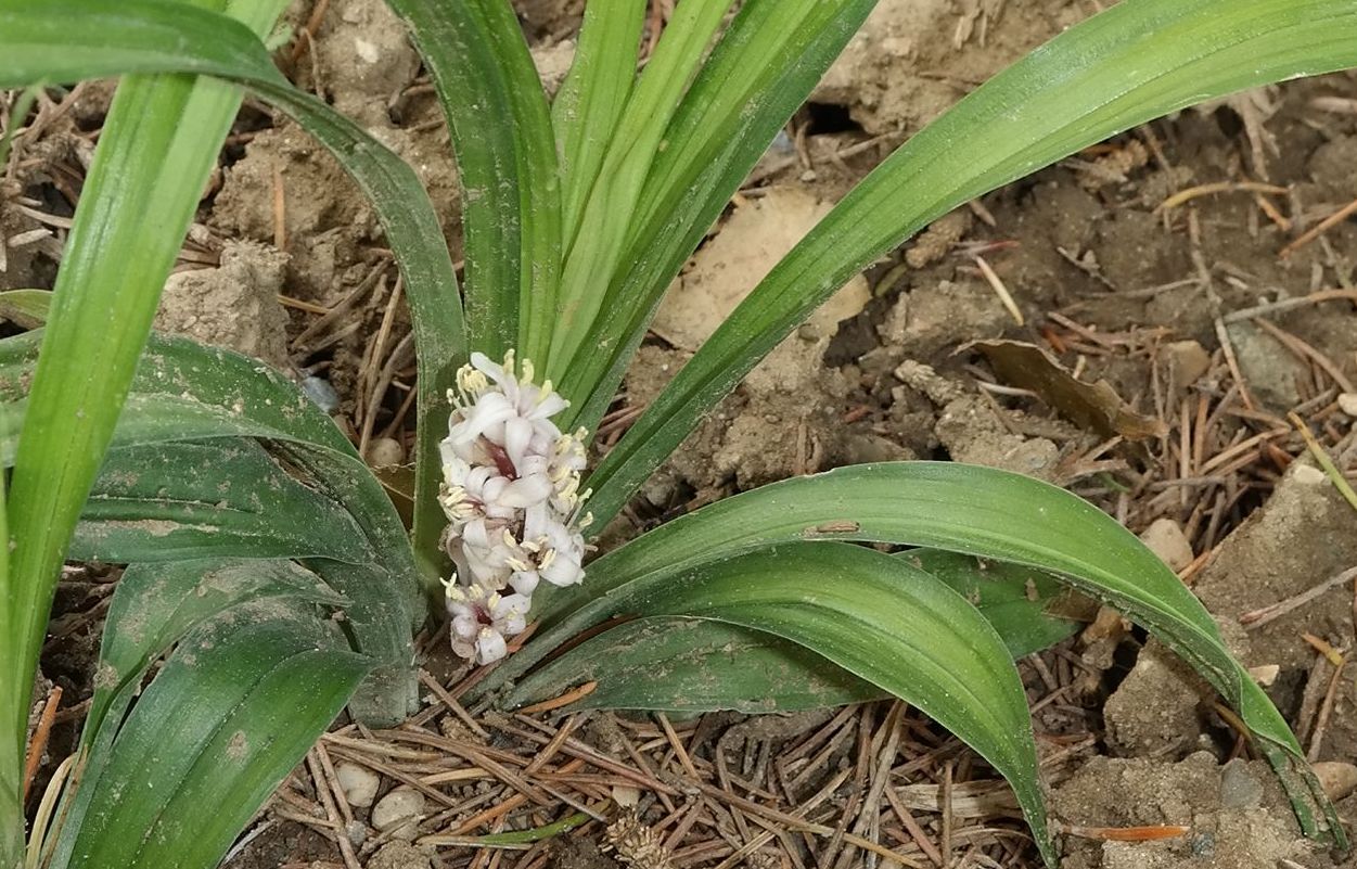 Image of Reineckea carnea specimen.