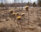 Carlina intermedia. Прошлогоднее соплодие. Свердловская обл., высокий левый берег р. Исеть ниже дер. Бекленищева (порог Ревун), разнотравный луг. 14 апреля 2018 г.