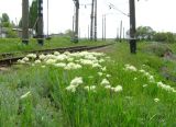 Cardaria draba