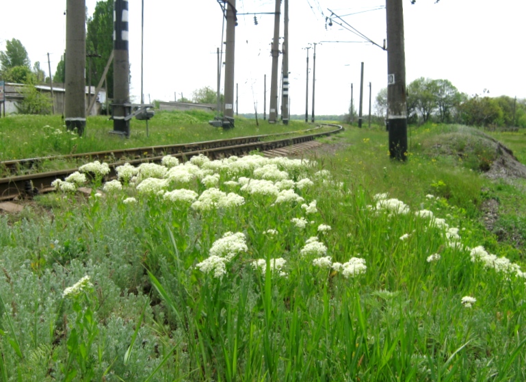 Image of Cardaria draba specimen.
