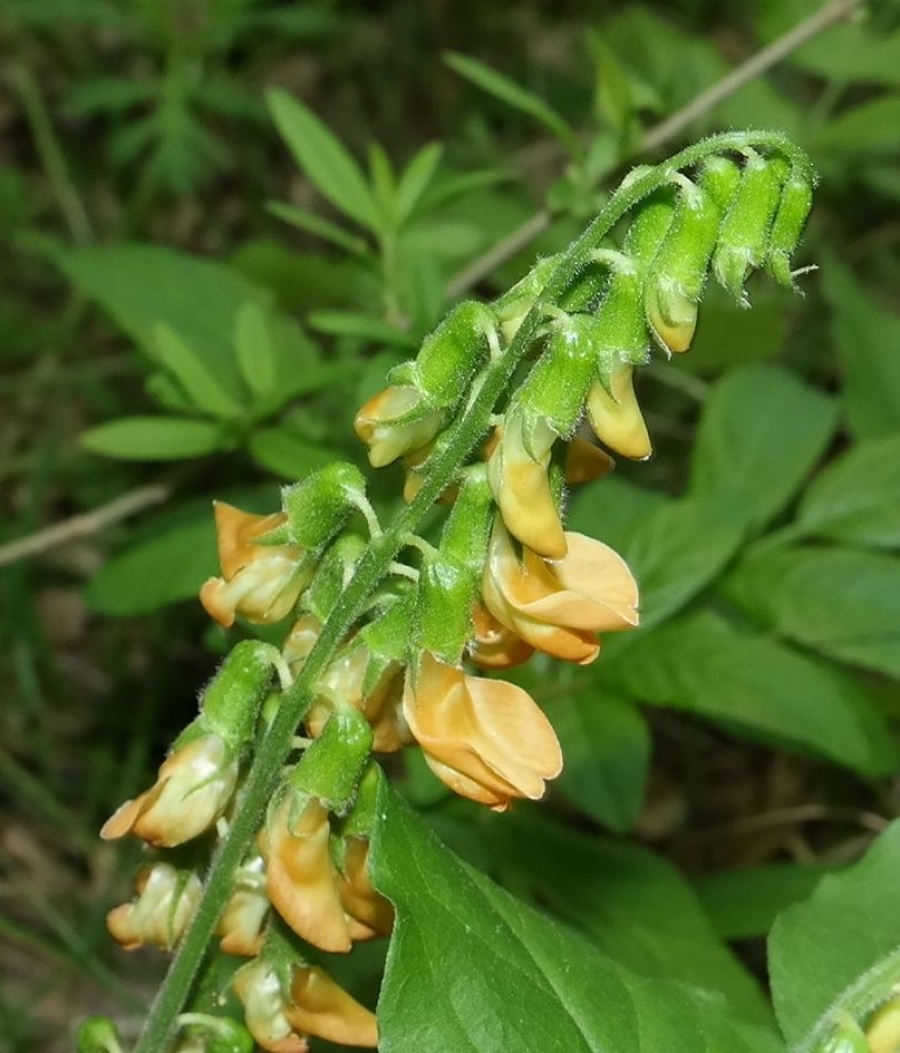 Image of Lathyrus aureus specimen.