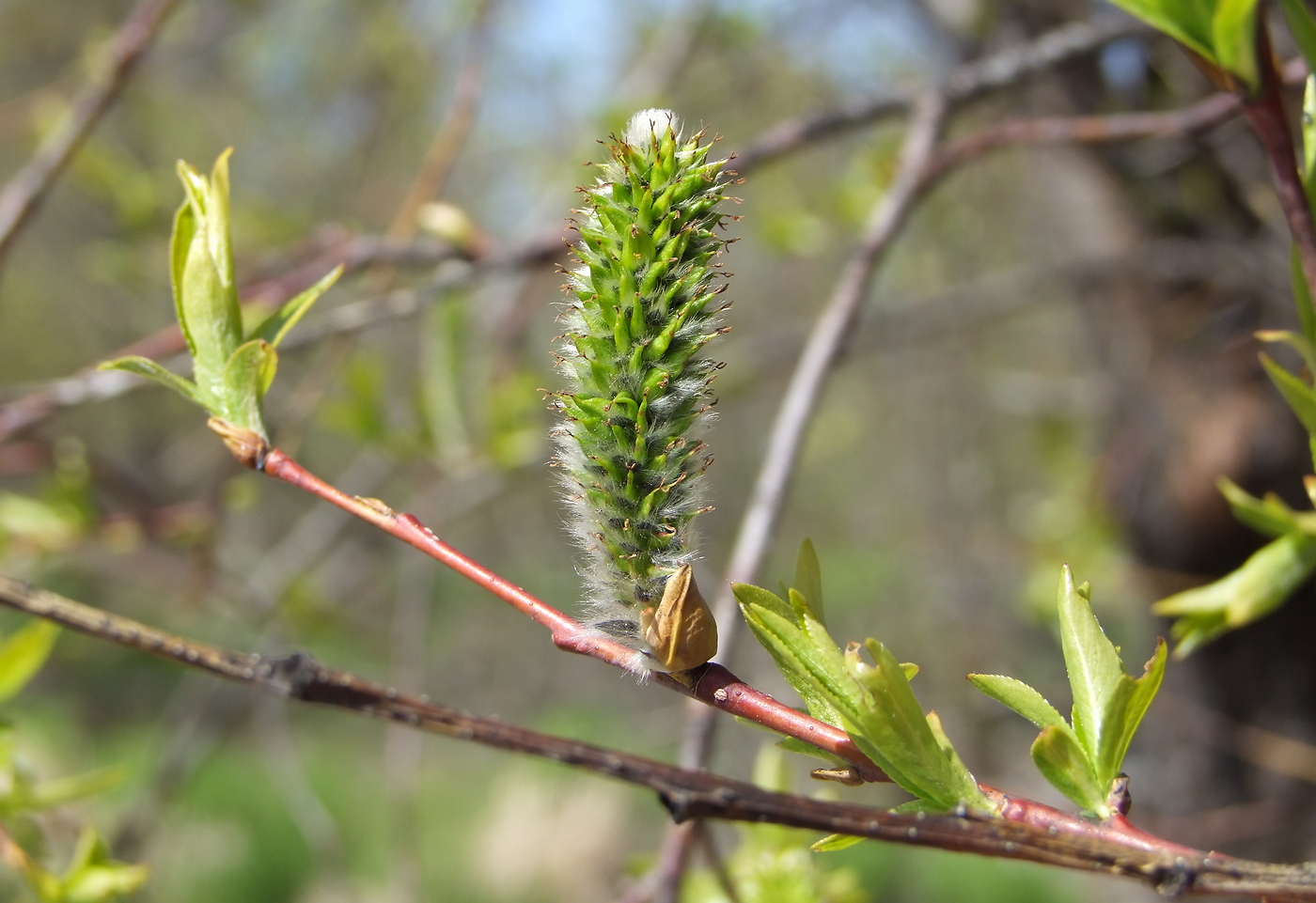 Image of Salix rorida specimen.